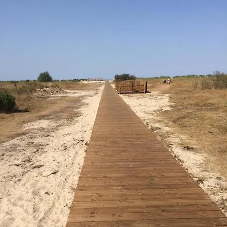 Strandgerste * Schillig